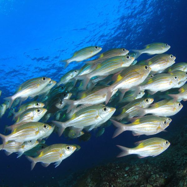 impactenvironmentwildfish_1280px_d6669820c210402fbc80a6b41ba701c4 impactenvironmentwildfish_1280px_d6669820c210402fbc80a6b41ba701c4